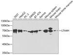 LTA4H Antibody in Western Blot (WB)