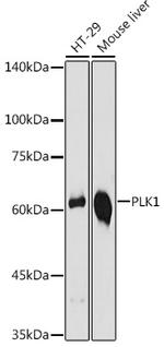 PLK1 Antibody in Western Blot (WB)