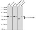 N-WASP Antibody in Western Blot (WB)