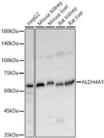 ALDH4A1 Antibody in Western Blot (WB)