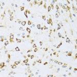 NRG4 Antibody in Immunohistochemistry (Paraffin) (IHC (P))