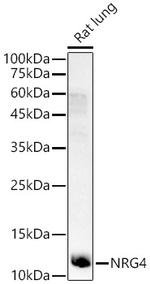 NRG4 Antibody in Western Blot (WB)