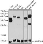 LAMTOR5 Antibody in Western Blot (WB)