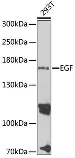 EGF Antibody in Western Blot (WB)