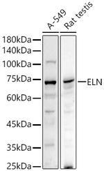 Elastin Antibody in Western Blot (WB)