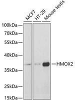 Heme oxygenase 2 Antibody in Western Blot (WB)