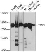 TRAP1 Antibody in Western Blot (WB)