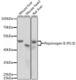 PGC Antibody in Western Blot (WB)