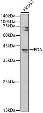 EDA Antibody in Western Blot (WB)