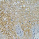 NTF3 Antibody in Immunohistochemistry (Paraffin) (IHC (P))