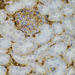 NTF3 Antibody in Immunohistochemistry (Paraffin) (IHC (P))