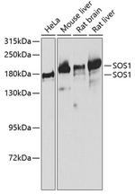 SOS1 Antibody in Western Blot (WB)