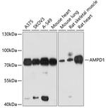 AMPD1 Antibody in Western Blot (WB)