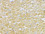 Aconitase 2 Antibody in Immunohistochemistry (Paraffin) (IHC (P))