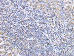 Aconitase 2 Antibody in Immunohistochemistry (Paraffin) (IHC (P))