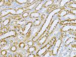 Aconitase 2 Antibody in Immunohistochemistry (Paraffin) (IHC (P))