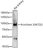 Aconitase 2 Antibody in Western Blot (WB)