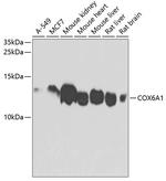 COX6A1 Antibody in Western Blot (WB)