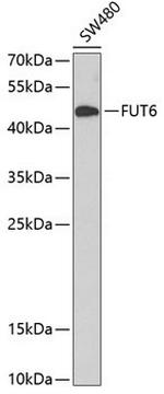 FUT6 Antibody in Western Blot (WB)