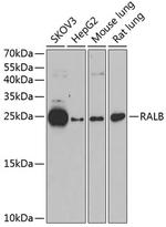 RALB Antibody in Western Blot (WB)