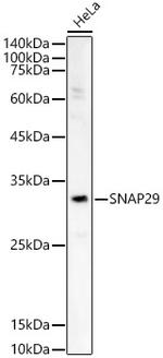 SNAP29 Antibody in Western Blot (WB)