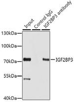 IGF2BP3 Antibody in Immunoprecipitation (IP)