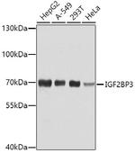 IGF2BP3 Antibody in Western Blot (WB)