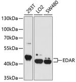 EDAR Antibody in Western Blot (WB)