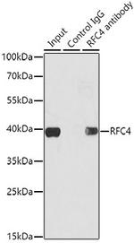 RFC4 Antibody in Immunoprecipitation (IP)