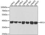 RFC4 Antibody in Western Blot (WB)