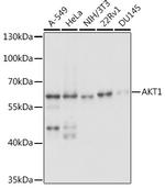 AKT1 Antibody in Western Blot (WB)