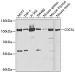 Cdc5L Antibody in Western Blot (WB)