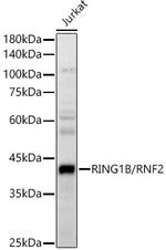 RNF2 Antibody in Western Blot (WB)