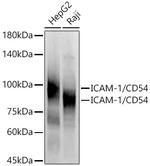 ICAM-1 Antibody in Western Blot (WB)