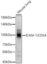 ICAM-1 Antibody in Western Blot (WB)