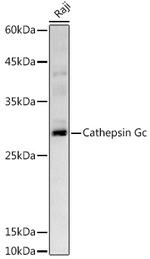 Cathepsin G Antibody in Western Blot (WB)