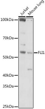 FLI1 Antibody in Western Blot (WB)