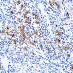 TWEAK Antibody in Immunohistochemistry (Paraffin) (IHC (P))