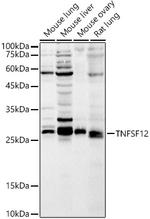 TWEAK Antibody in Western Blot (WB)