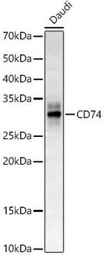 CD74 Antibody in Western Blot (WB)