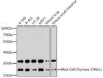 Mast Cell Chymase Antibody in Western Blot (WB)