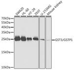 GSTP1 Antibody in Western Blot (WB)