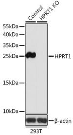 HPRT1 Antibody in Western Blot (WB)