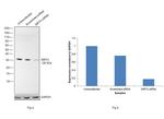 SIRT3 Antibody in Western Blot (WB)