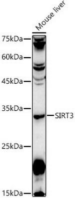 SIRT3 Antibody in Western Blot (WB)