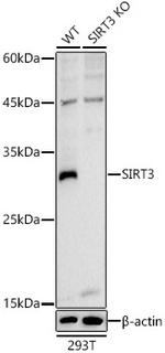 SIRT3 Antibody in Western Blot (WB)