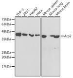 Arp2 Antibody in Western Blot (WB)