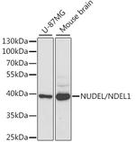 Nudel Antibody in Western Blot (WB)