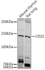 CD22 Antibody in Western Blot (WB)