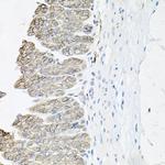 ATP1B1 Antibody in Immunohistochemistry (Paraffin) (IHC (P))